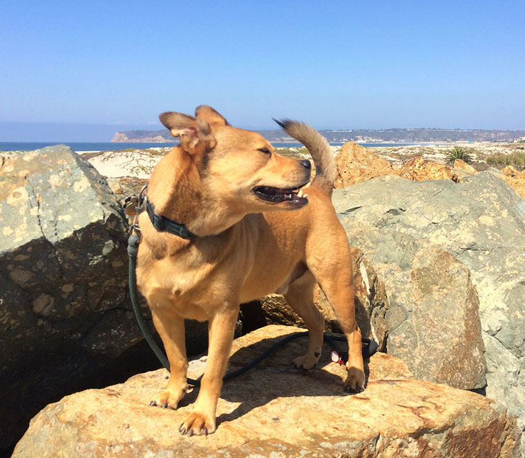 Love On The Rocks ...